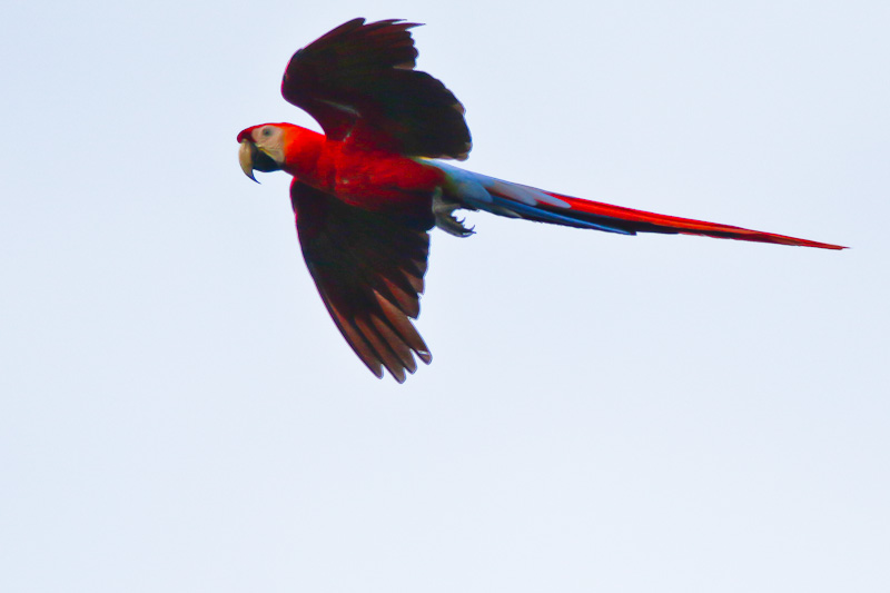Scarlet Macaw