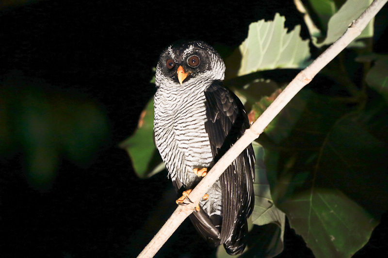 Black-and-White Owl