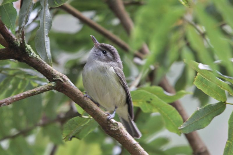 Brown-capped Vireo