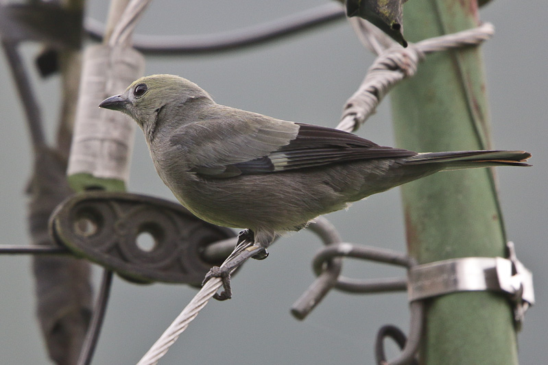 Palm Tanager