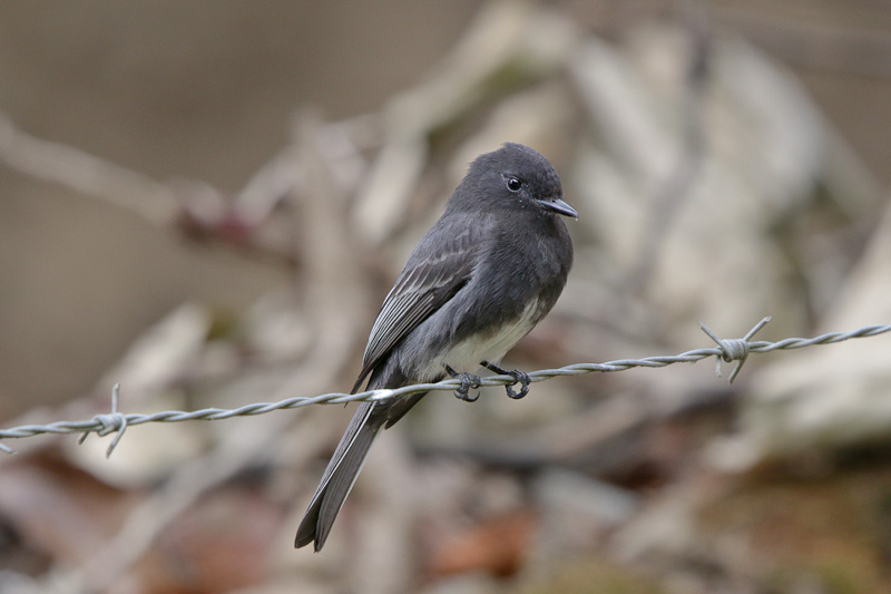 Black Phoebe
