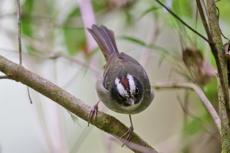 Black-cheeked Warbler 