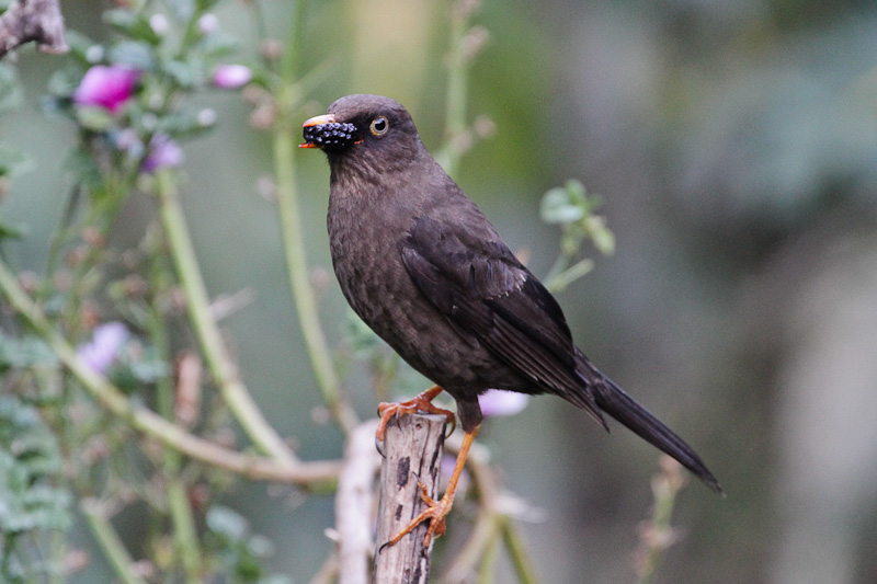Sooty Thrush