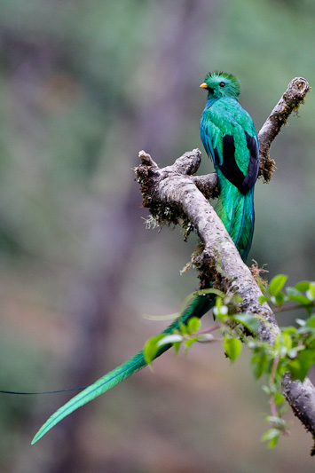 Resplendent Quetzal