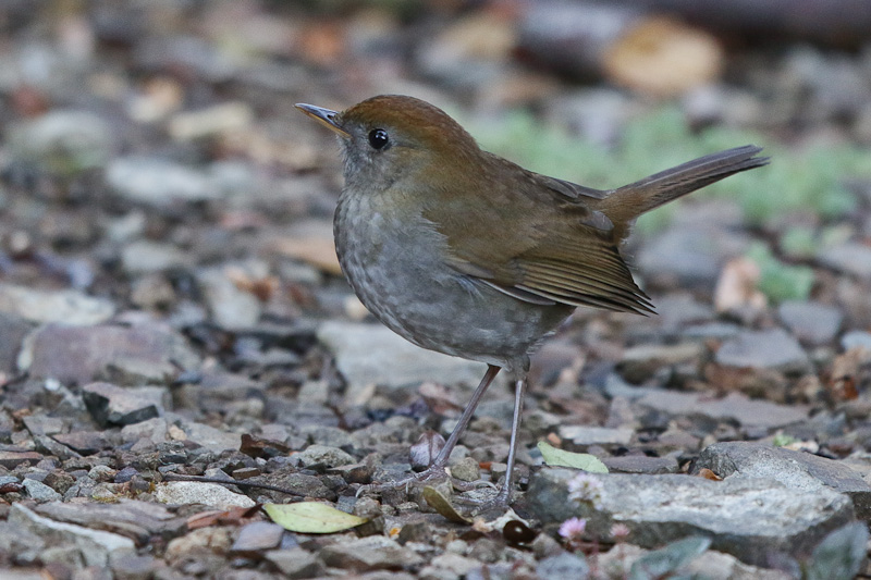 Ruddy-capped Nightingale-Thrush