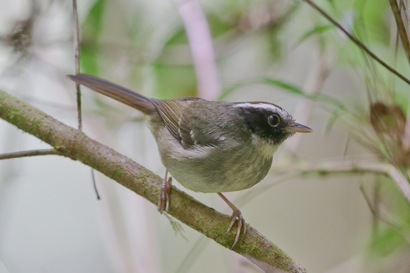 Black-cheeked Warbler 