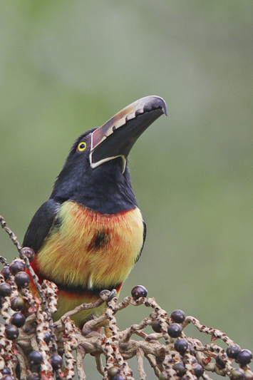 Toucans & Barbets