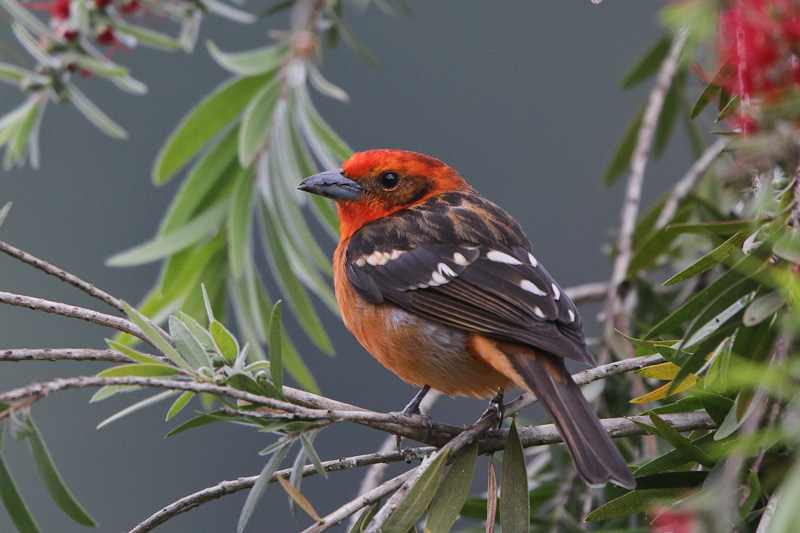 Flame-colored Tanager