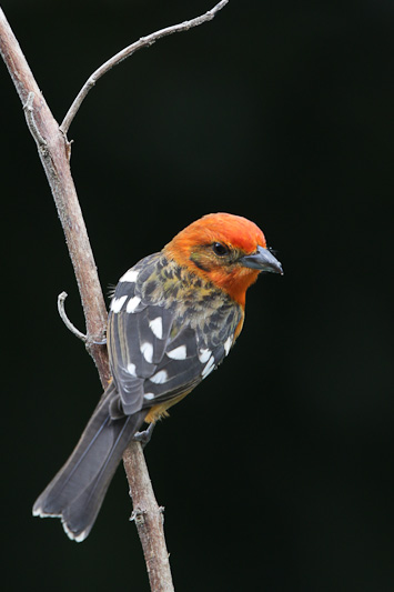 Flame-colored Tanager