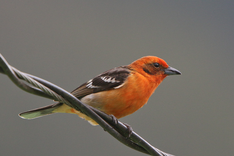 Flame-colored Tanager 