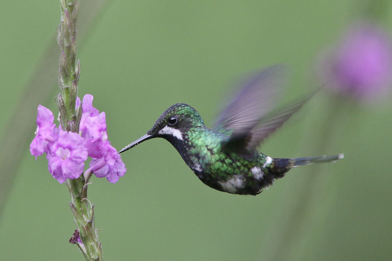 Green Thorntail