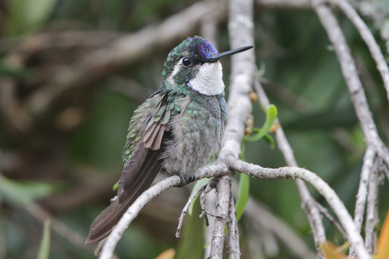 White-throated Mountain-gem