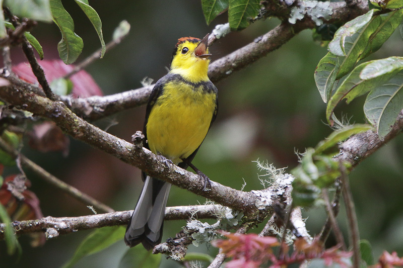 Collared Redstart 