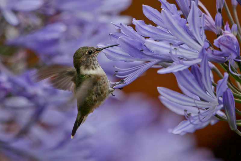 Volcano Hummingbird