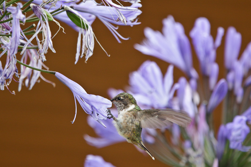 Volcano Hummingbird