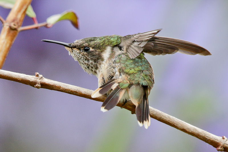 Volcano Hummingbird 