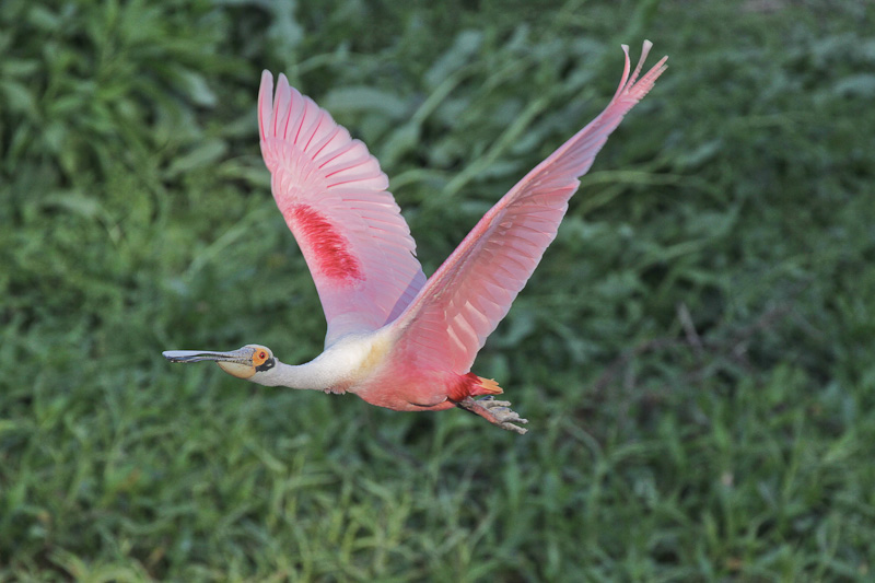 Roseate Spoonbill