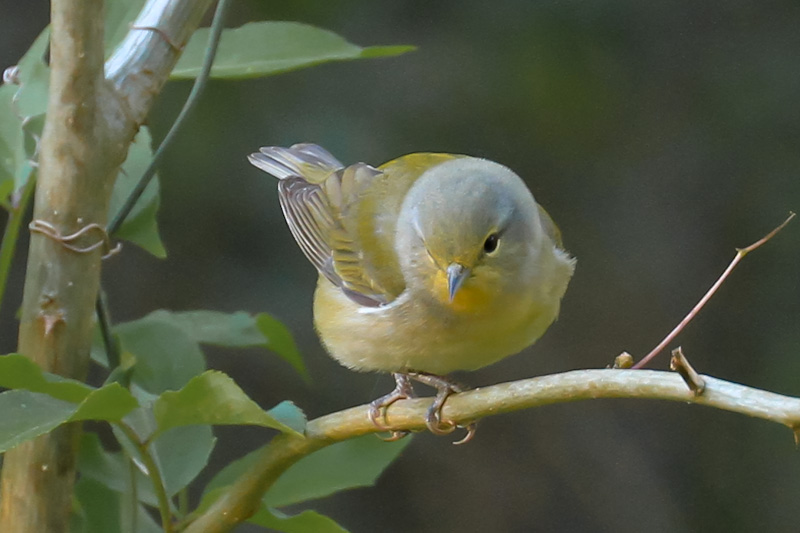 Tennessee Warbler