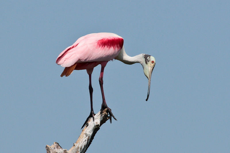 Roseate Spoonbill