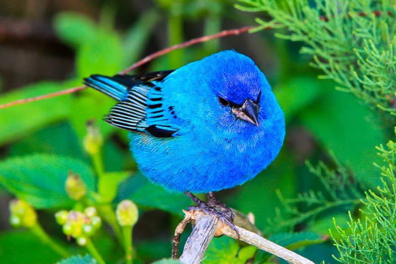 Indigo Bunting 