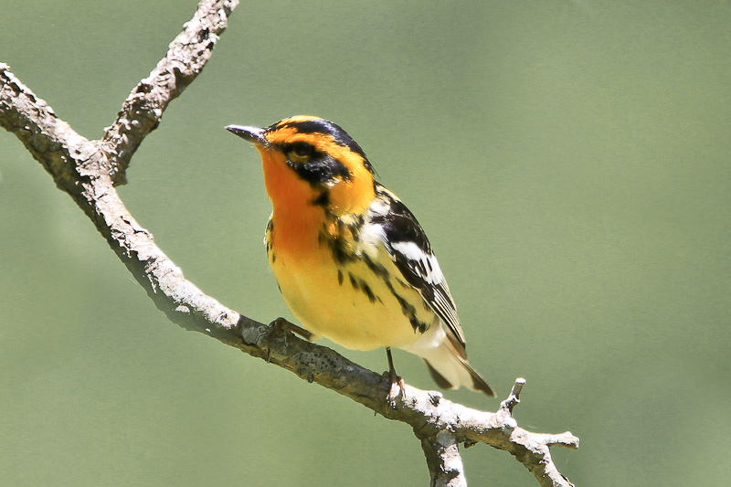 Blackburnian Warbler