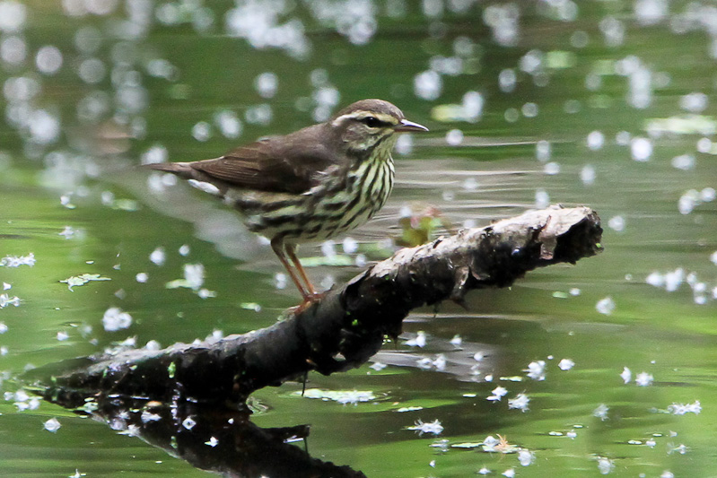 Louisiana Waterthrush