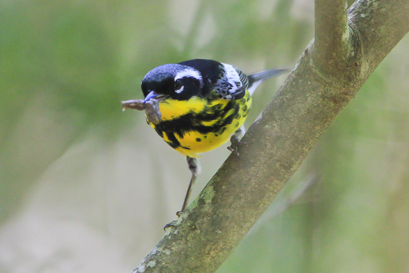 Magnolia Warbler