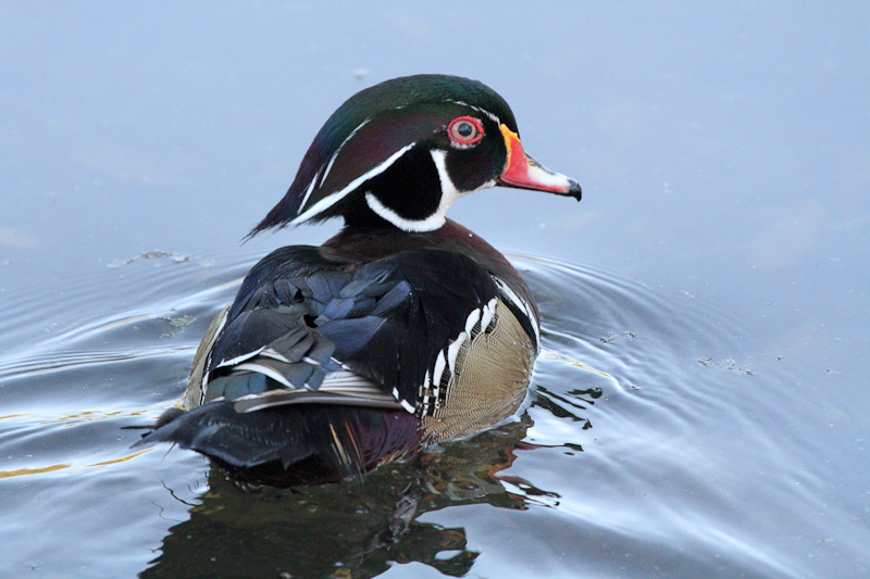 Wood Duck 