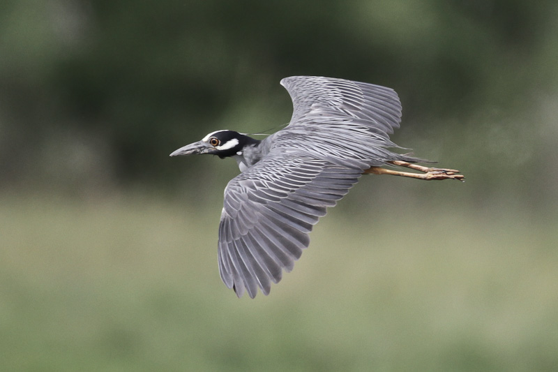 Yellow-crowned Night Heron