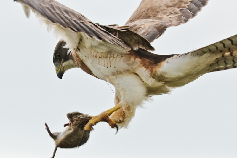 Swainson's Hawk