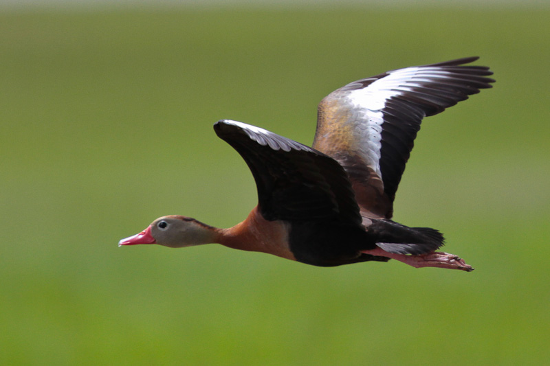 Black-bellied Whistling-Duck