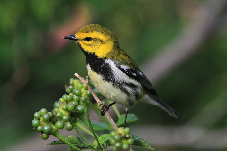 Black-throated Green Warbler