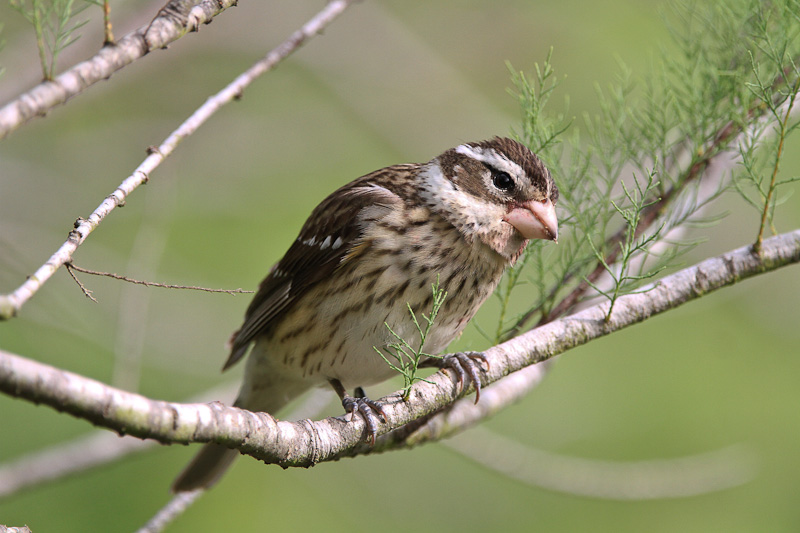 Rose-breasted Grosbeak 