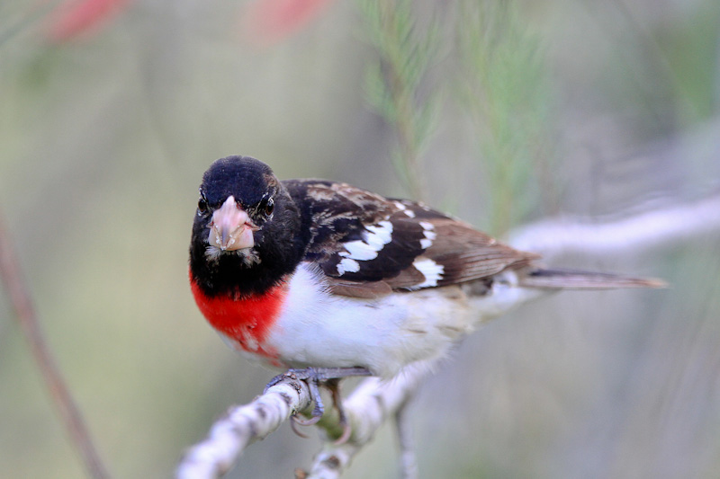 Rose-breasted Grosbeak