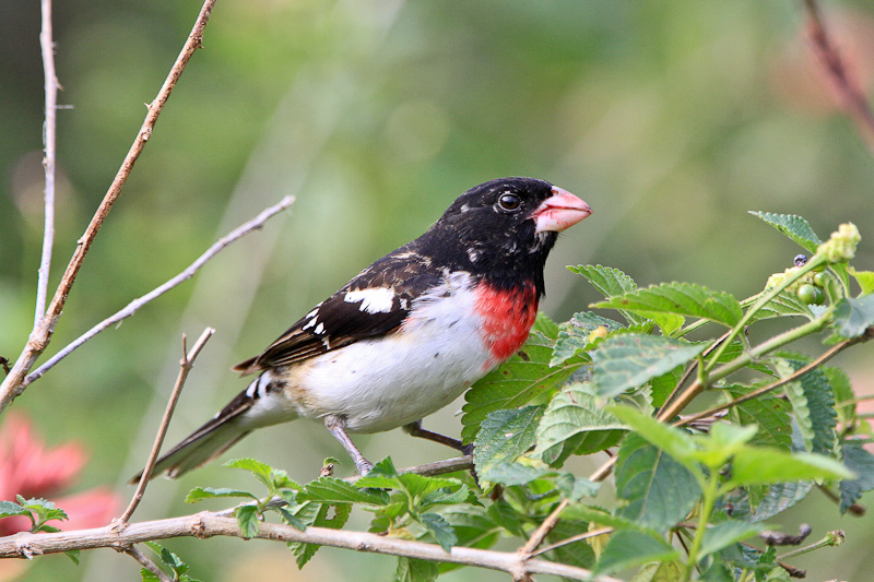 Rose-breasted Grosbeak