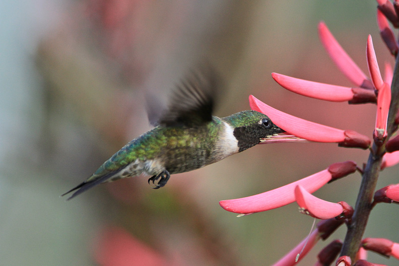 Ruby-throated Hummingbird