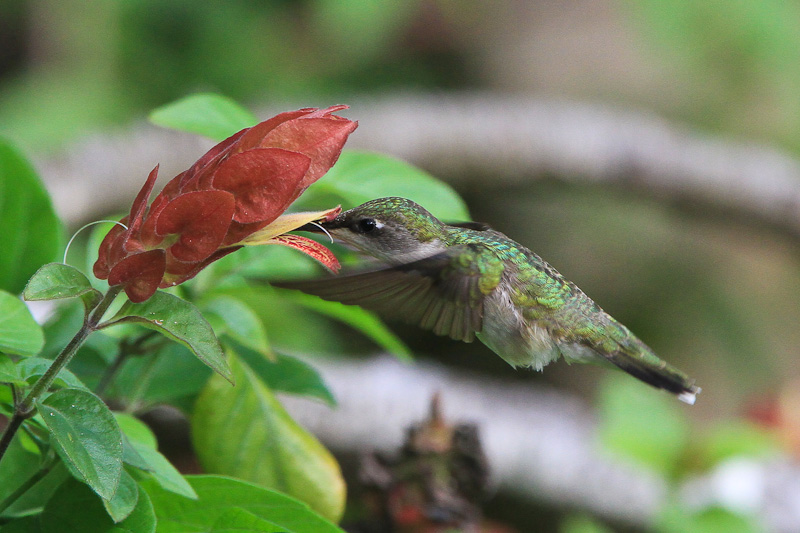 Ruby-throated Hummingbird