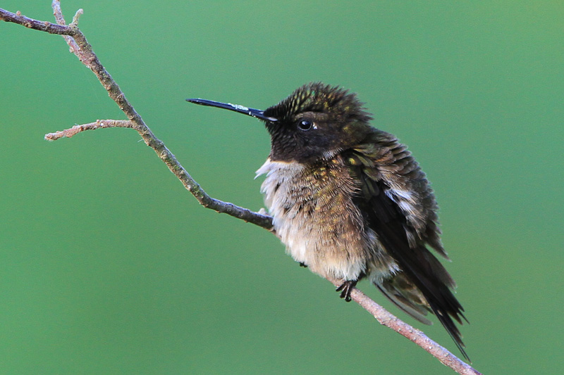 Ruby-throated Hummingbird