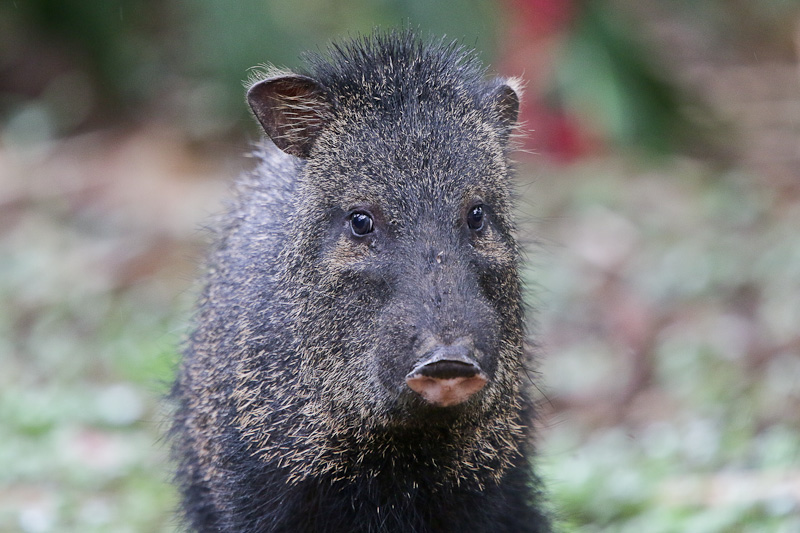 Collared Peccary