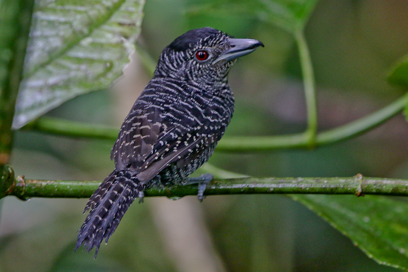 Fasciated Antshrike 