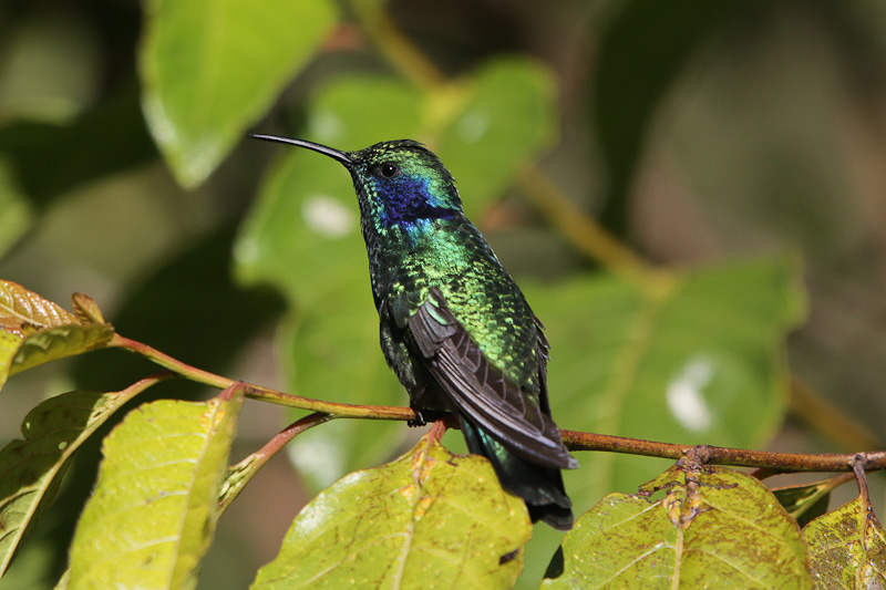 Green Violet-ear 