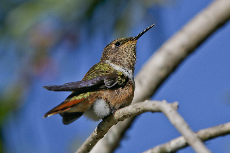 Volcano Hummingbird 