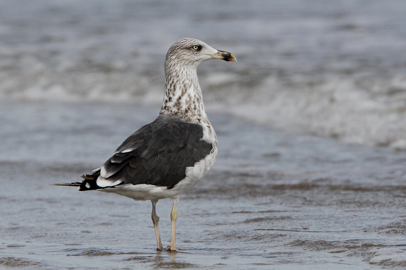 Lesser Black-backed Gull