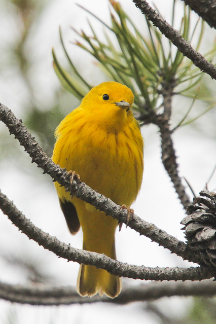 Yellow Warbler