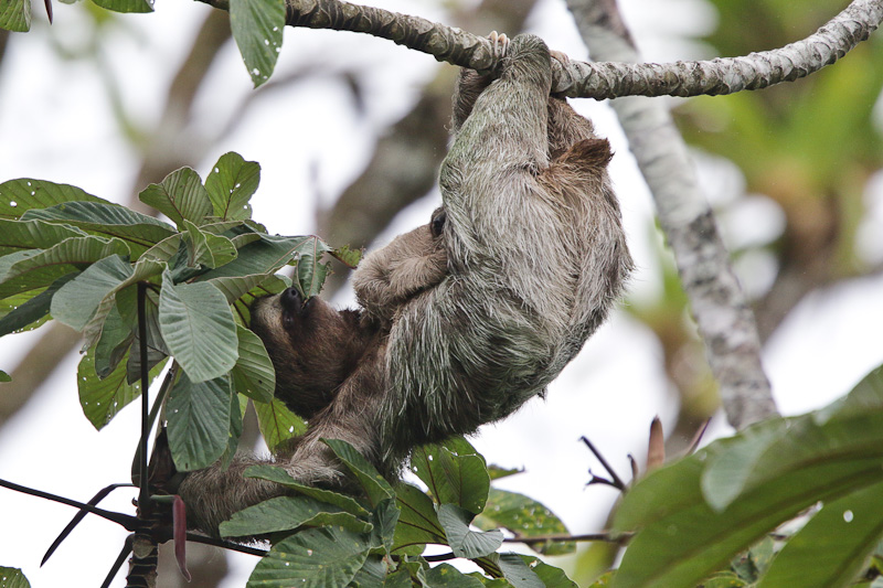 Three-toed Sloth