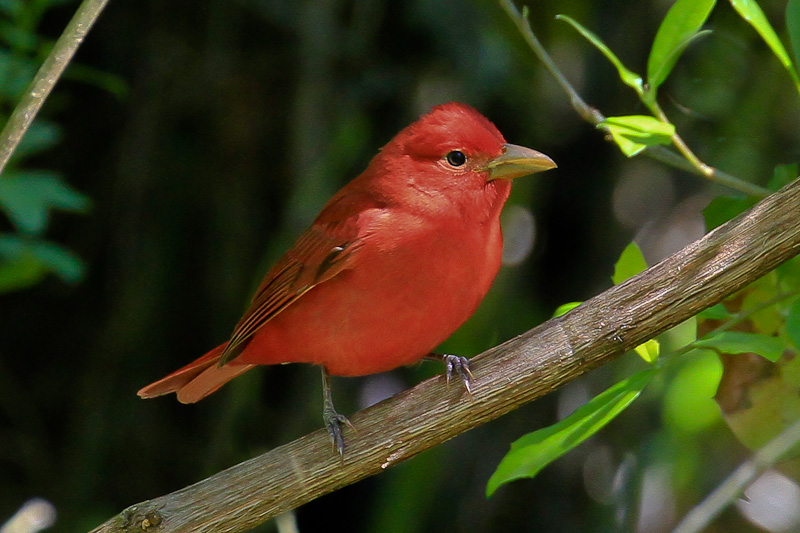 Summer Tanager