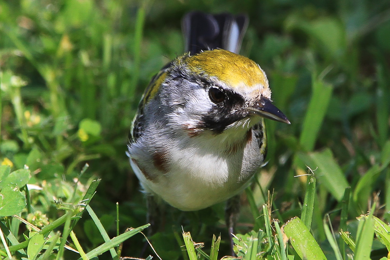 Chestnut-sided Warbler