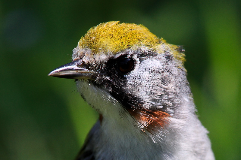 Chestnut-sided Warbler