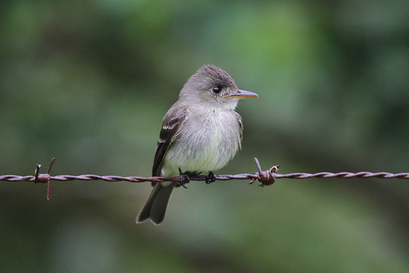 Tropical Pewee