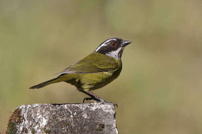 Sooty-capped Bush-Tanager